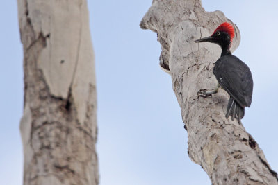 White-bellied Woodpecker (Dryocopus javensis)