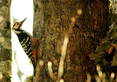 Dendrocopos leucotos lilfordi White-backed Woodpecker