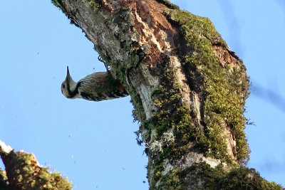 Dendrocopos leucotos lilfordi White-backed Woodpecker