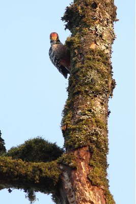 Dendrocopos leucotos lilfordi White-backed Woodpecker