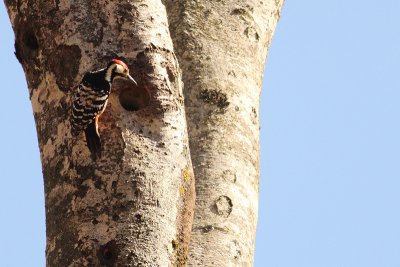 Dendrocopos leucotos lilfordi White-backed Woodpecker