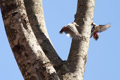 Dendrocopos leucotos lilfordi White-backed Woodpecker