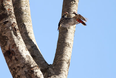 Dendrocopos leucotos lilfordi White-backed Woodpecker