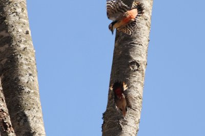 Dendrocopos leucotos lilfordi White-backed Woodpecker