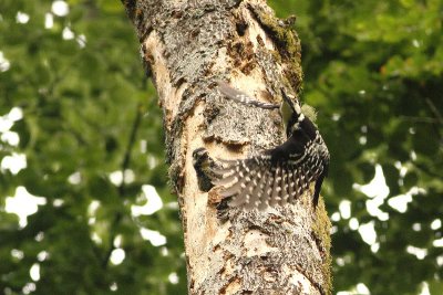 Dendrocopos leucotos lilfordi White-backed Woodpecker