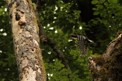 Dendrocopos leucotos lilfordi White-backed Woodpecker