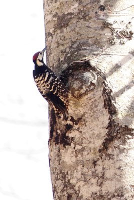 Dendrocopos leucotos lilfordi White-backed Woodpecker