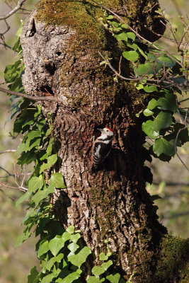 Middle Spotted Woodpecker (Dendrocopos medius)