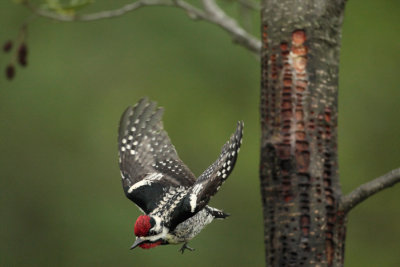 male in flight