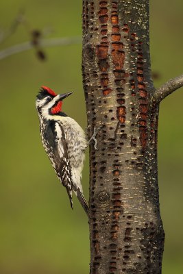 male on sapwell tree