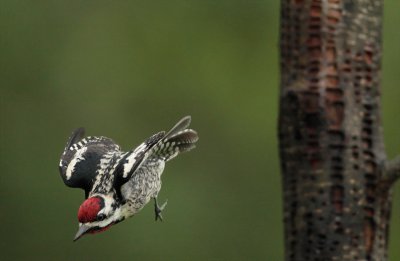 male in flight