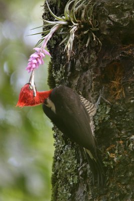 female