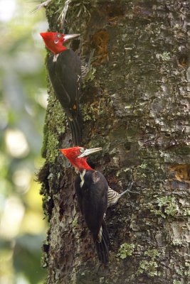 foraging pair