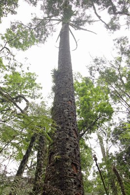 foraging tree