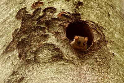 Fat Dormouse (Glis glis)