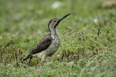 long-billed individual