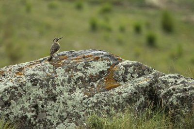 on rock perch