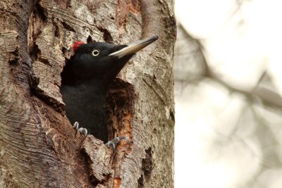 Black woodpecker Dryocopus martius.jpg