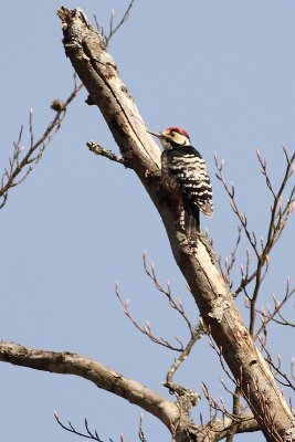 white-backed woodpecker Dendrocopos leucotos lilfordi