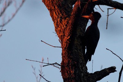 Black Woodpecker Dryocopus martius