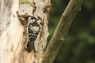 Lesser Spotted Woodpecker Picoides minor