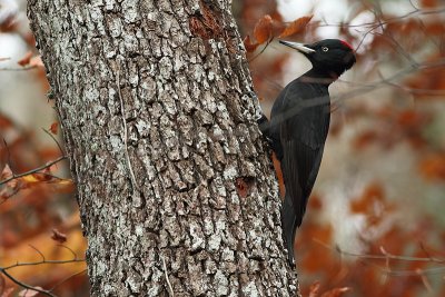 Black Woodpecker Dryocopus martius