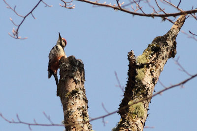 white-backed woodpecker Dendrocopos leucotos lilfordi