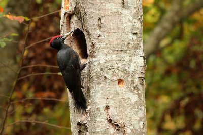 Black woodpecker Dryocopus martius
