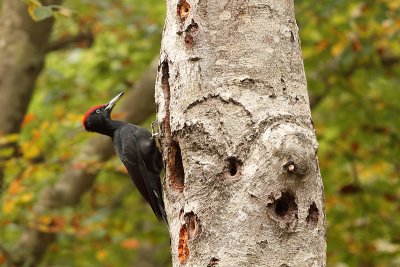 Black woodpecker Dryocopus martius