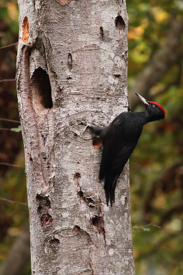 Black Woodpecker Dryocopus martius