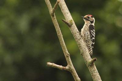 Lesser Spotted Woodpecker Picoides minor