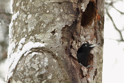 Black woodpecker Dryocopus martius