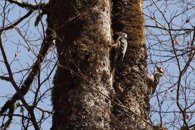 White-backed Woodepcker Dendrocopos leucotos lilfordi