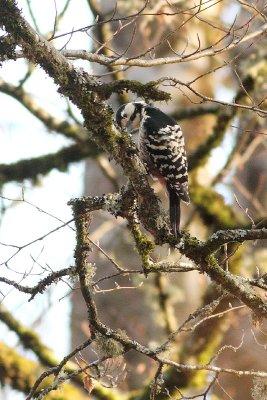 Dendrocopos leucotos lilfordi White-backed Woodpecker