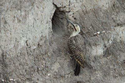 at nest tunnel