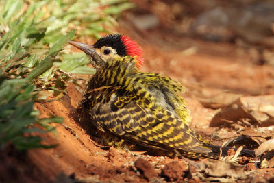 female sandbathing