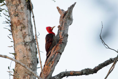 male on drumming branch