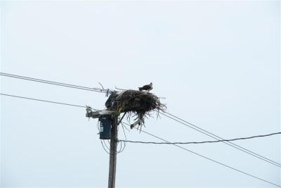 hawk in nest