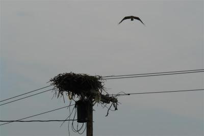 Hawk leaving nest