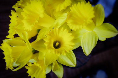 -daffodils-