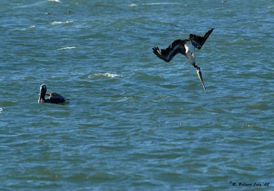 Fishing pelican.jpg