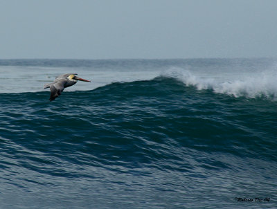 surfing.jpg