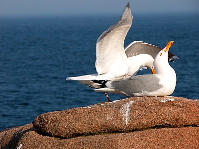 Sea gulls.jpg