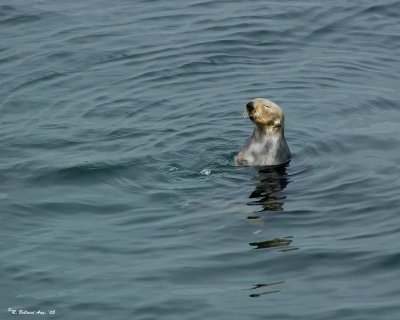 Sea otter.jpg