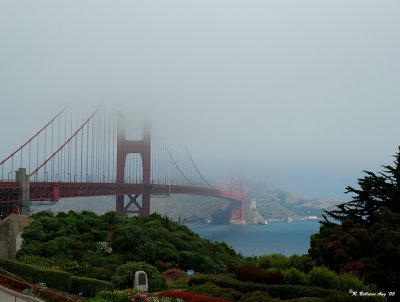 Lost in the fog.jpg