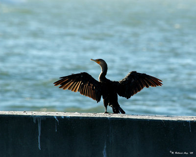 Warming up on the bay.jpg