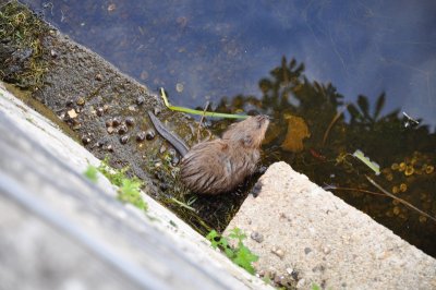 DSC_0196.JPG