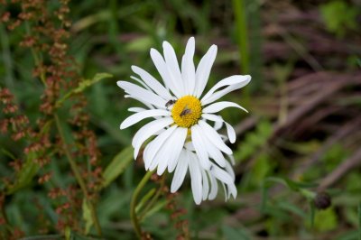 DSC_0010.jpg
