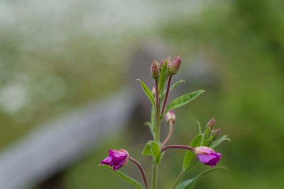 DSC_0022.jpg