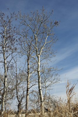 IMG_9315.jpg